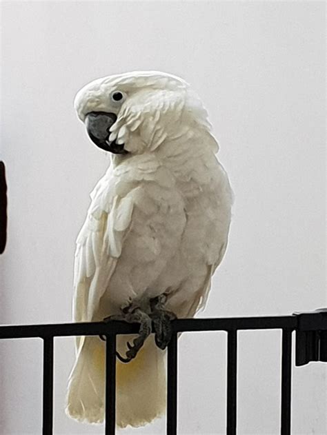 Parrots for sale san antonio - Green Quaker parrot · San Antonio · 10/1. hide. Minted Indian Ringneck · San Antonio · 9/20 pic. hide. Parrot Yellow head, · San Antonio · 9/14 pic. hide. Rehoming Quaker …